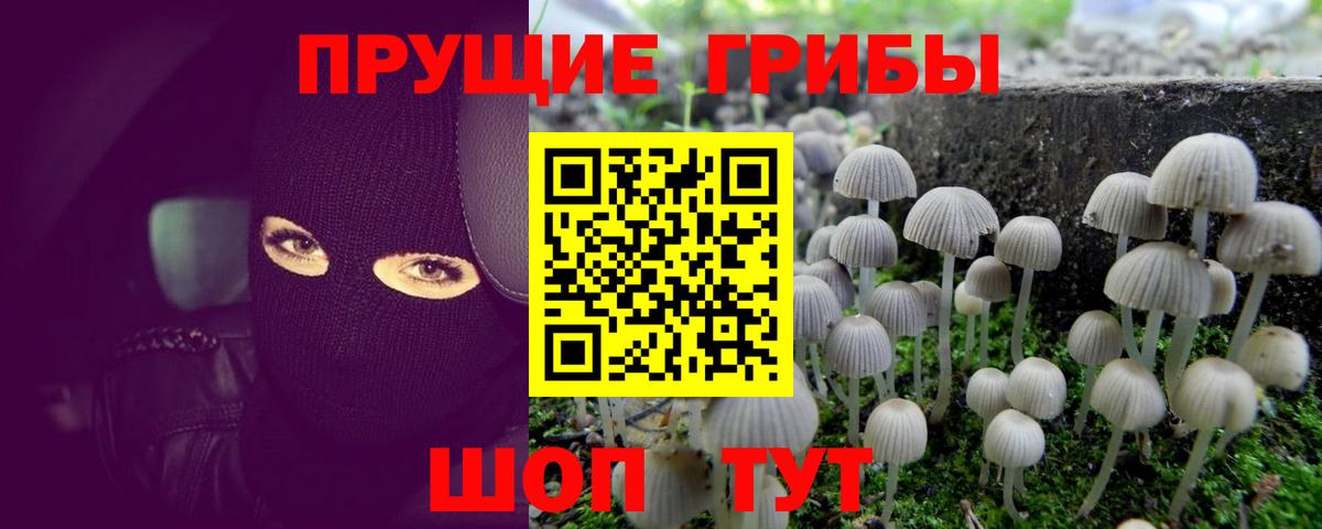Псилоцибиновые грибы GOLDEN TEACHER Карталы